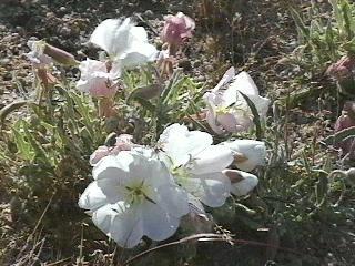 Oenothera deltoides