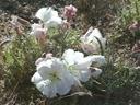 Oenothera deltoides