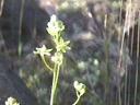Zigadenus brevibracteatus