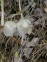 Calochortus albus