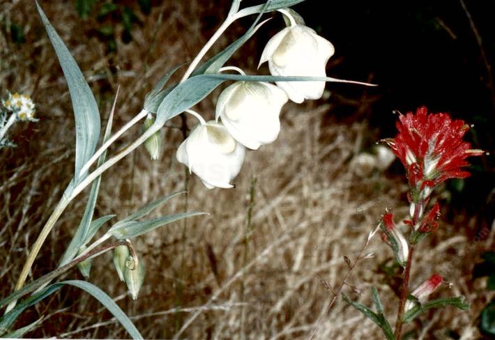 Calochortus albus