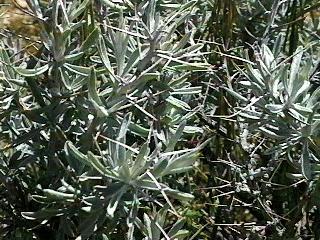 Tetradymia spinosa longispina