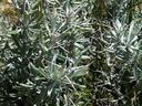 Tetradymia spinosa longispina