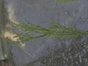 Juncus oxymeris