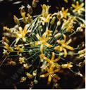 Bloomeria crocea