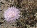 Cirsium californicum