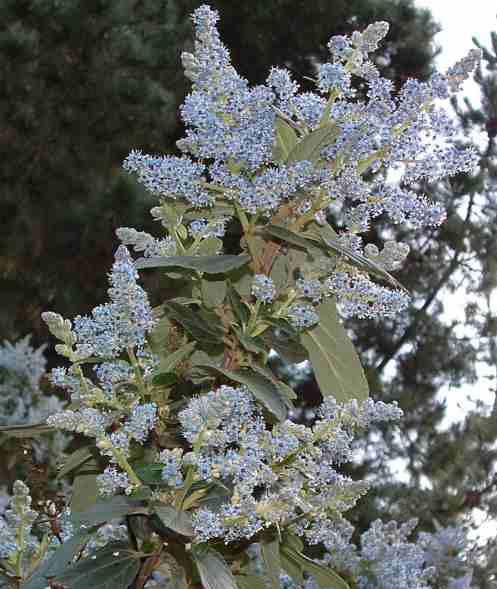 Ceanothus arboreus Owlswood Blue