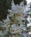 Ceanothus arboreus Owlswood Blue