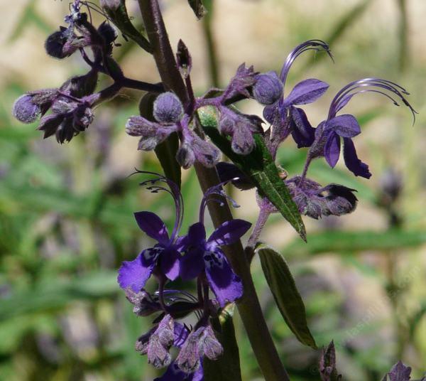 Trichostema parishii