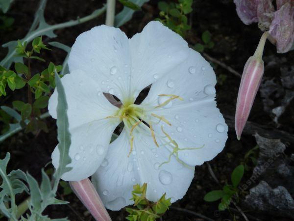 Oenothera californica