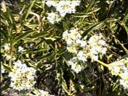 Eriodictyon angustifolium