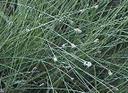 Heleocharis montevidensis