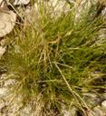 Deschampsia elongata
