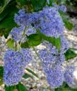 Ceanothus Ray Hartman Mountain Lilac