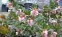 Arctostaphylos edmundsii Danville Manzanita