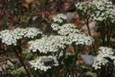 Achillea millefolium californica