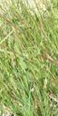 Elymus glaucus