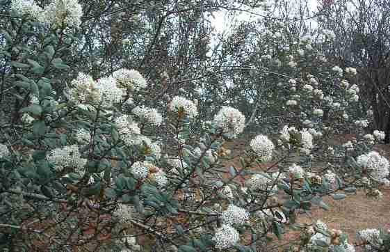 Ceanothus crassifolius