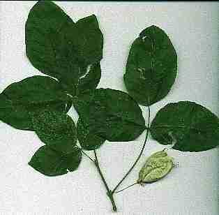 Staphylea bolanderi