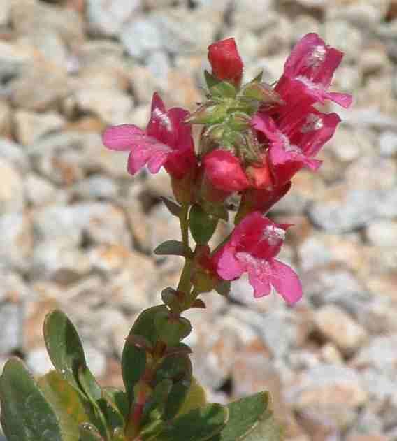 Penstemon newberryi