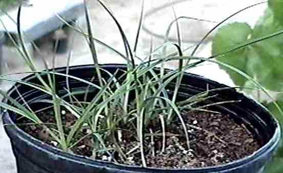 Carex pansa