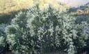 Adenostoma fasciculatum