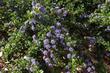 Ceanothus prostratus grows along the Northern California coast and Middle Sierras up into Washington State. - grid24_3 Ceanothus prostratus grows along the Northern California coast and Middle Sierras up into Washington State. - grid24_3
