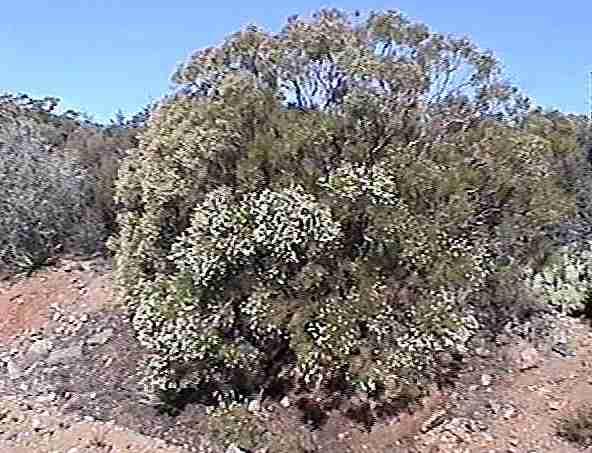 Adenostoma sparsifolium