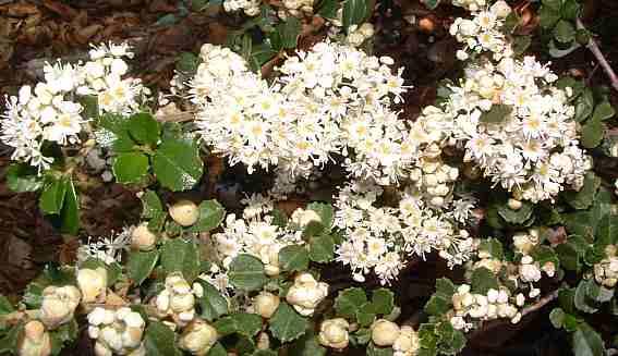 Ceanothus rigidus Snowball