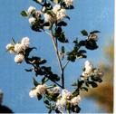Ceanothus sorediatus