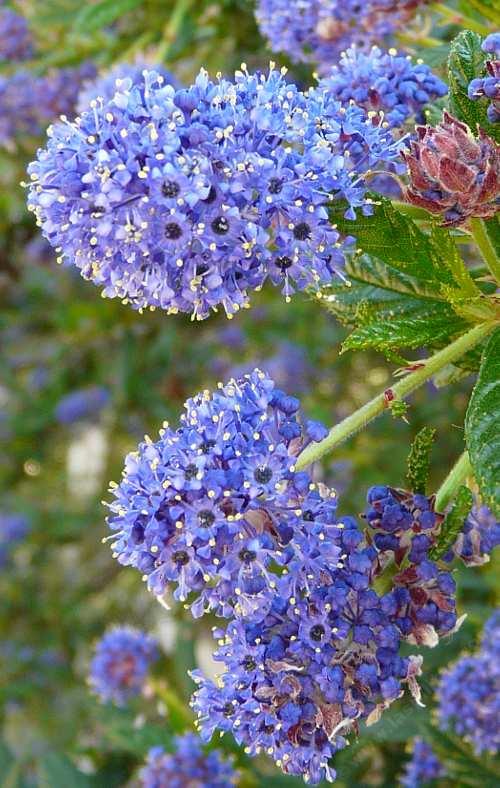 Ceanothus Concha