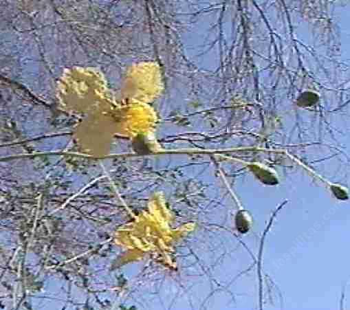 Cercidium floridum