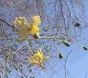 Cercidium floridum
