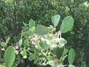 Cercocarpus alnifolius