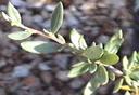 Cercocarpus ledifolius