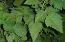 Rubus spectabilis