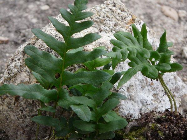 Polypodium californicum