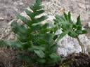 Polypodium californicum