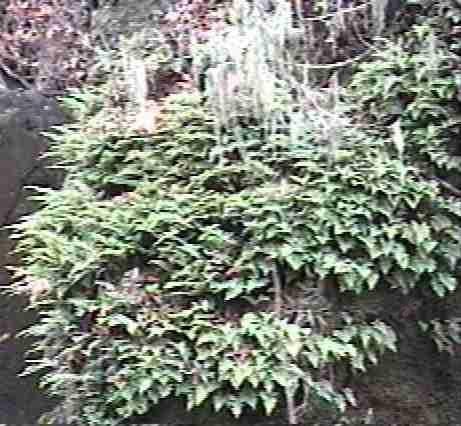 Polypodium californicum