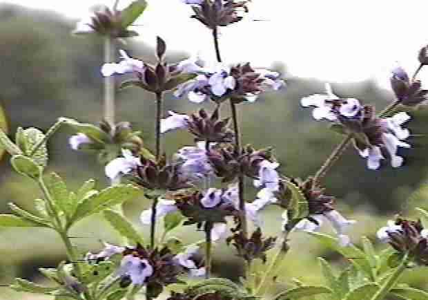 Salvia bernardinaX