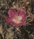 Clarkia amoena