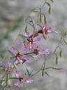 Clarkia unguiculata