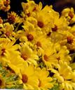Coreopsis gigantea