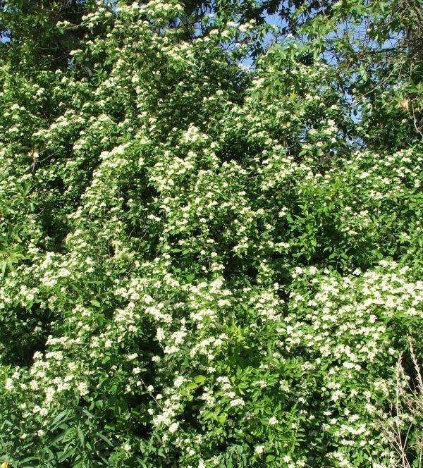 Cornus glabrata, Brown Twig Dogwood