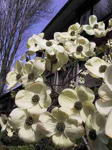 Cornus nuttallii