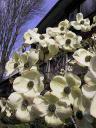 Cornus nuttallii