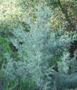 Cupressus nevadensis