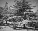 Cupressus sargentii