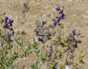Dalea fremontii
