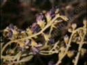 Dalea spinosa